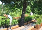 Placing NORP plants into planter boxes