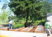 Placing NORP plants into planter boxes