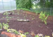 Phenology Garden before