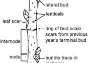 Woody Stem Overview