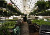 Inside Existing NHS Greenhouse