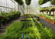 Inside New NHS Greenhouse