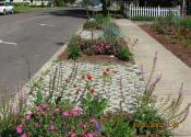 Water Wise Plantings