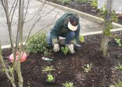 Waterwise Garden Planting