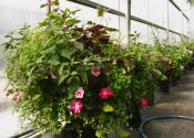 Growing Newberg City baskets