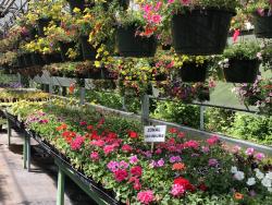 May Plant Sale